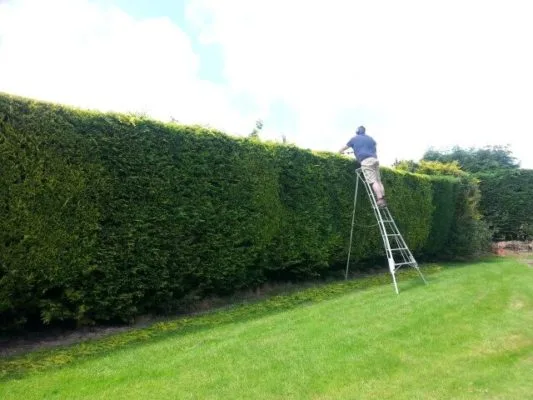 Professional hedge cutting, trimming, and reductions service from Premier Lawns.