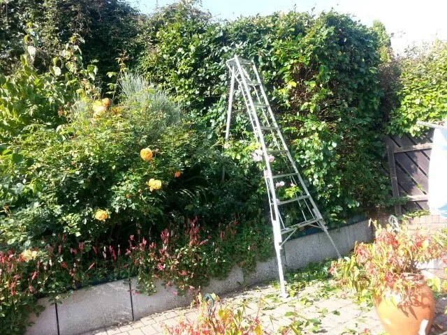 tripod ladders being used for careful access around rose bushes