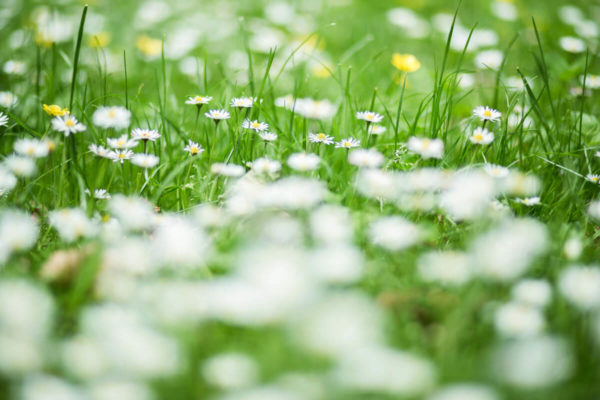 lots of daisies in a lawn. daisies are regarded by some to be lawn weeds