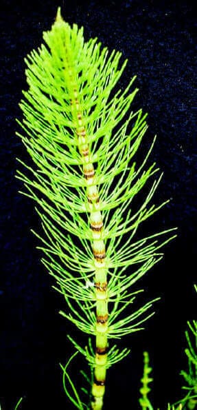 horsetail