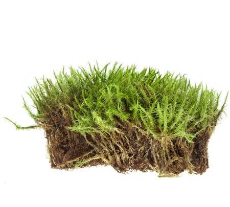 moss small