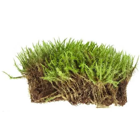 moss