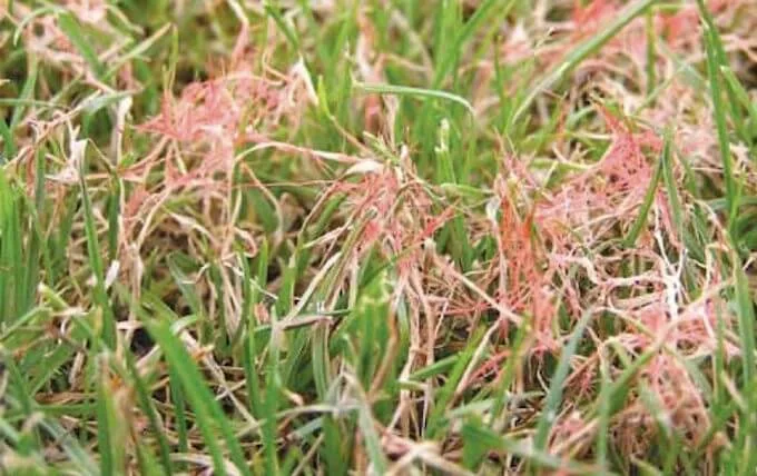 red thread