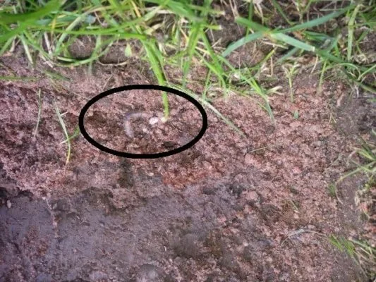 leatherjack in lawn