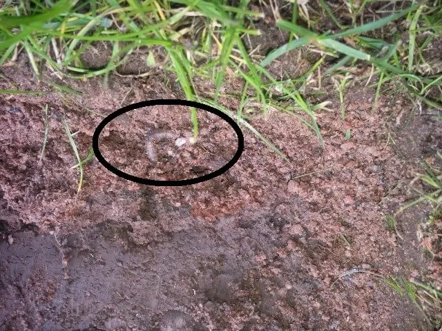 leatherjack in lawn