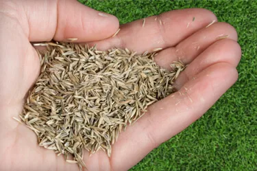 grass seed