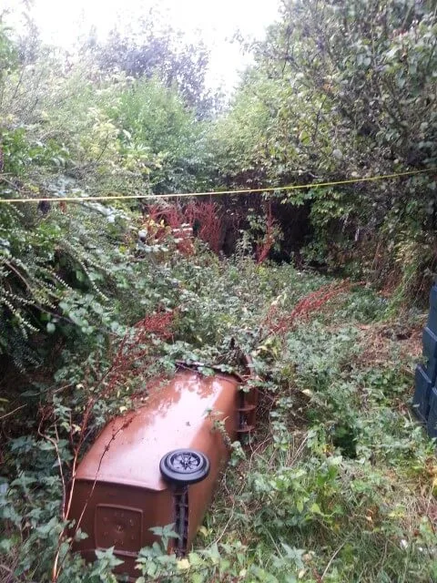 Overgrown garden