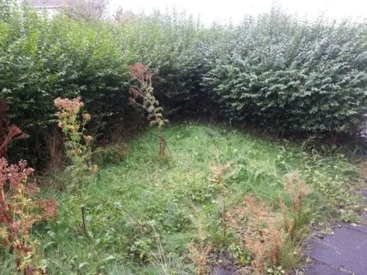 front privet hedge