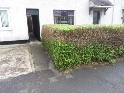 privet hedge cut