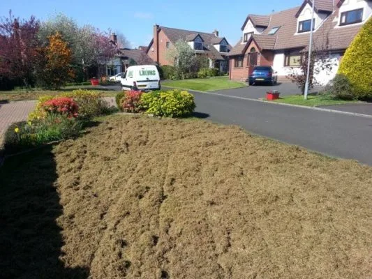 front lawn double scarified
