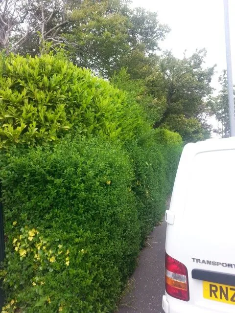belfast hedge 1