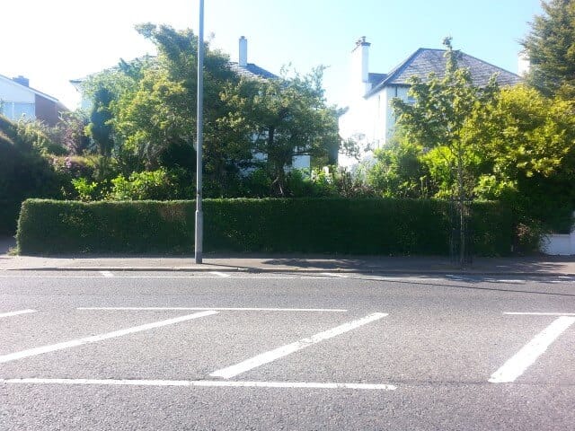 belfast hedge cut back