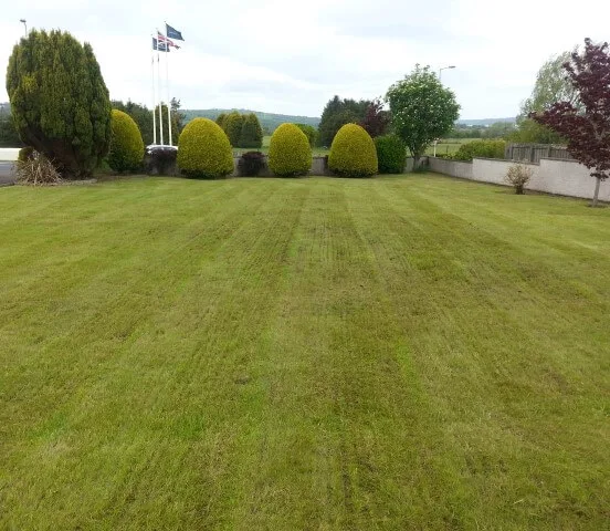 scarification lawn whitehead