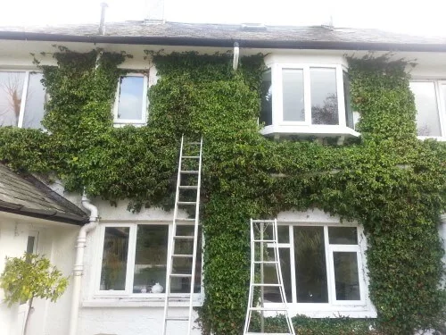 ivy creeeping into the eves