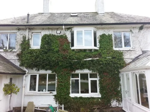 ivy cut back to stop it getting into the gutters