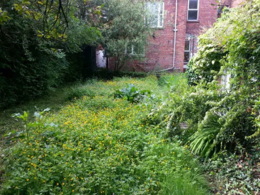 newtownabbey overgrown garden before