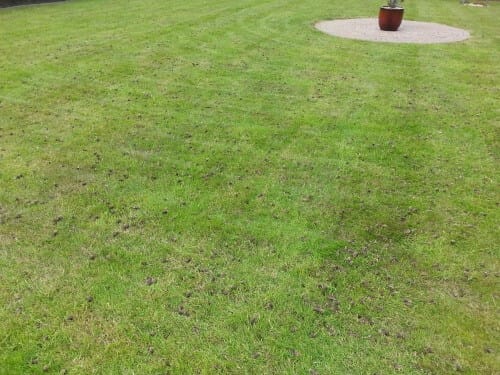 whitehead lawn hollow core aerated