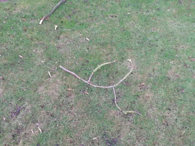 twigs on lawn