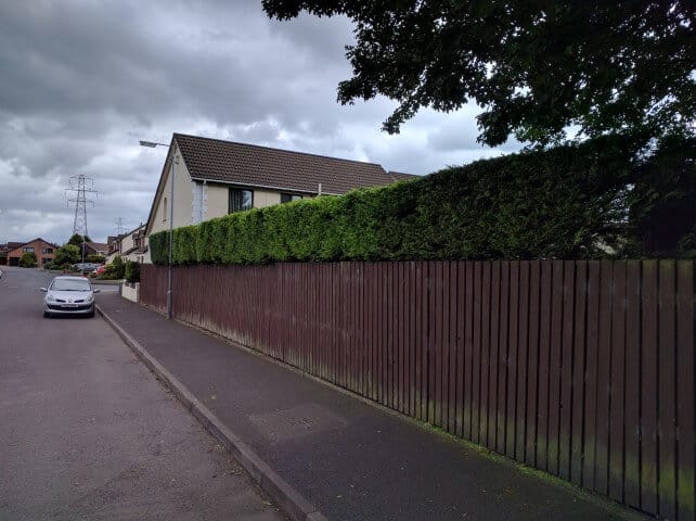 high hedge cut