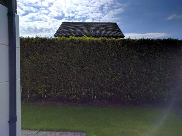 newtownabbey high hedge