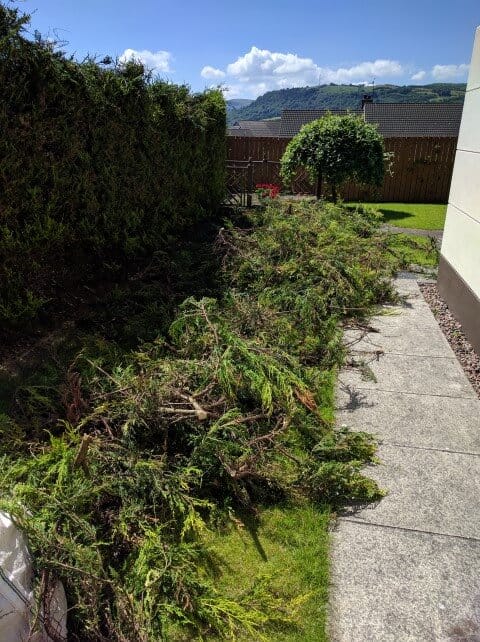 newtownabbey waste from hedge