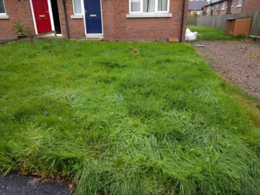 overgrown lawn