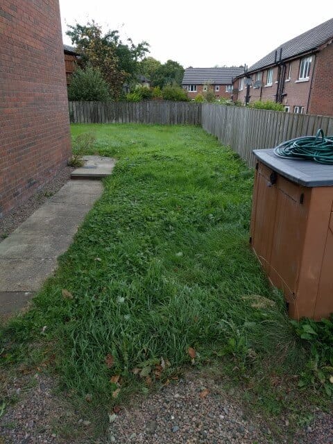 overgrown side lawn