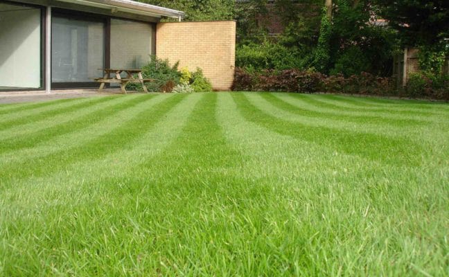 garden regularly treated with lawn feed