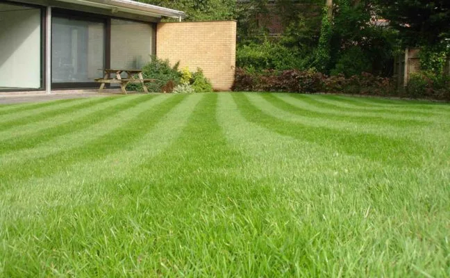 garden regularly treated with lawn feed