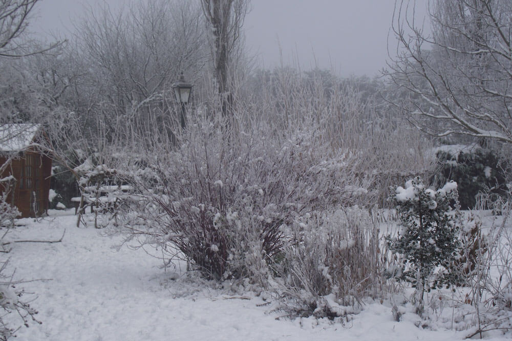 snowy lawn