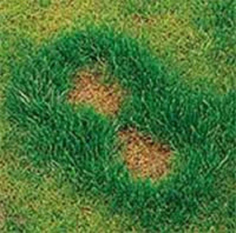 Lawns for dogs. How to stop your pet damaging your lawn. - Premier Lawns