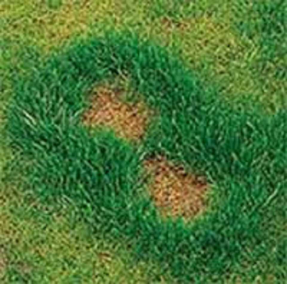 Lawns for dogs. How to stop your pet damaging your lawn. Premier Lawns