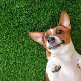 lawns for dogs