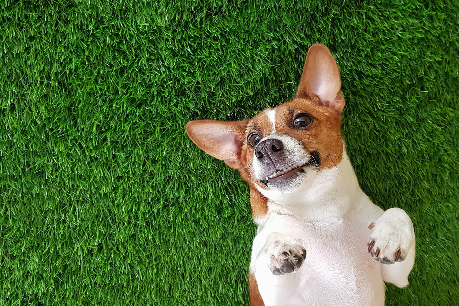 Lawns for dogs. How to stop your pet damaging your lawn. - Premier Lawns