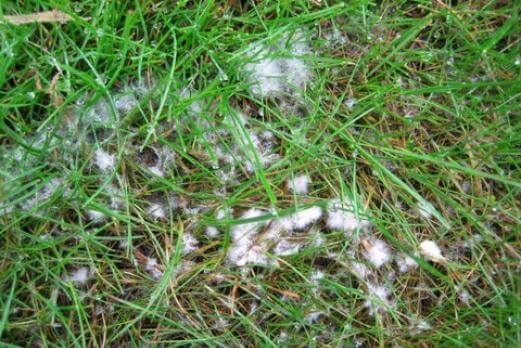 lawn diseases fusarium patch