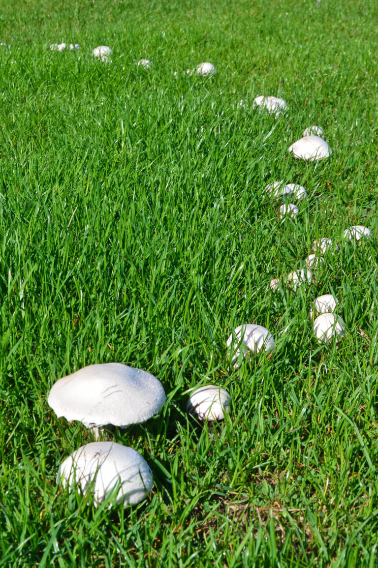 Why toadstools in your lawn are nothing to worry about - Premier Lawns