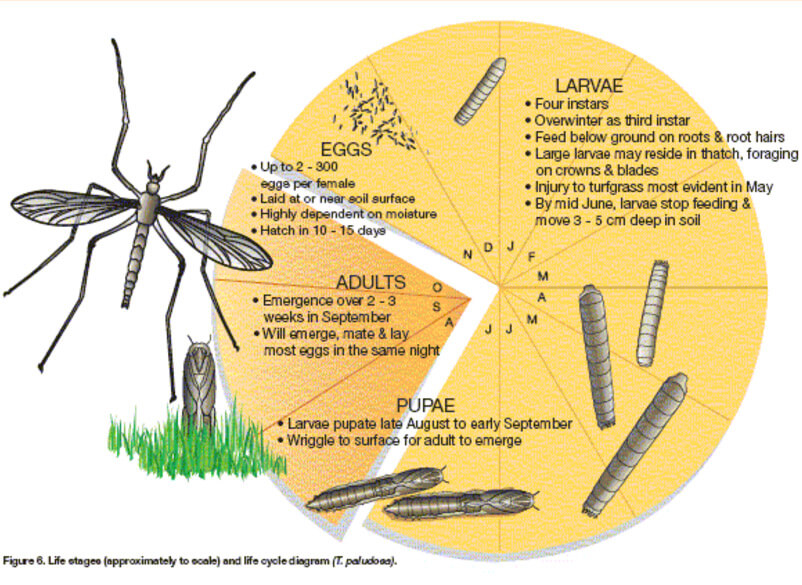 Yellow Jacket Life Cycle