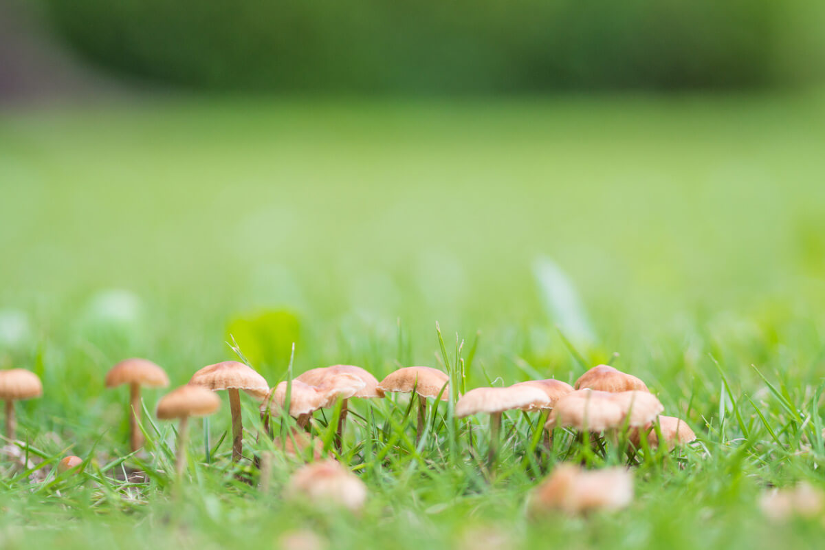 Why toadstools in your lawn are nothing to worry about - Premier Lawns