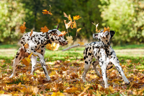 dogs making the most of lawn area