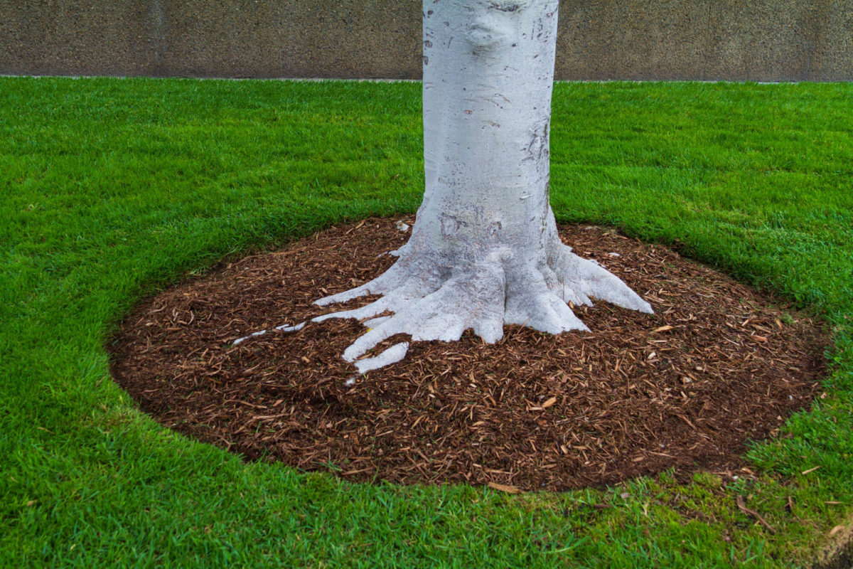 bark mulching applied to base of a silver birch tree