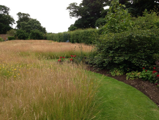 When to cut a wildflower lawn - Premier Lawns