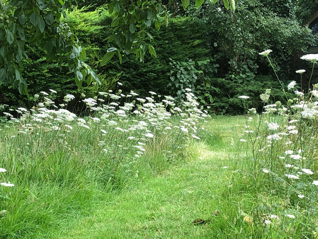 A wildflower lawn in July