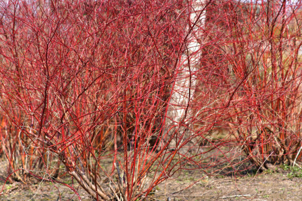 bright red winter stems of dogwood
