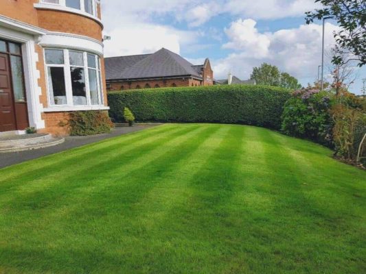 beatiful lawn and manicured hedges for winter interest