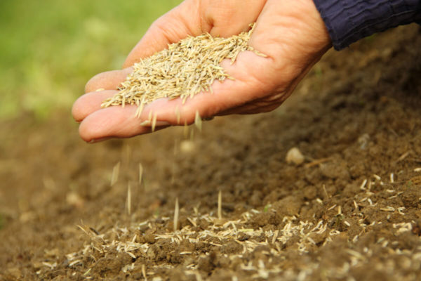 handful of grass seed being applied to a bare patch on a lawn