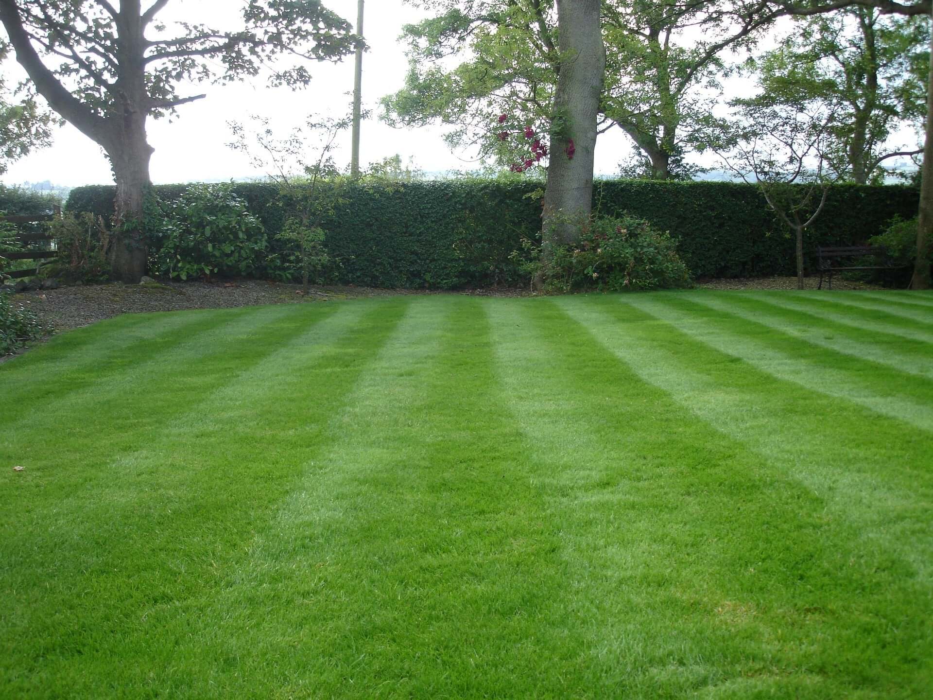 What Does Humic Acid Do for Lawns? 
