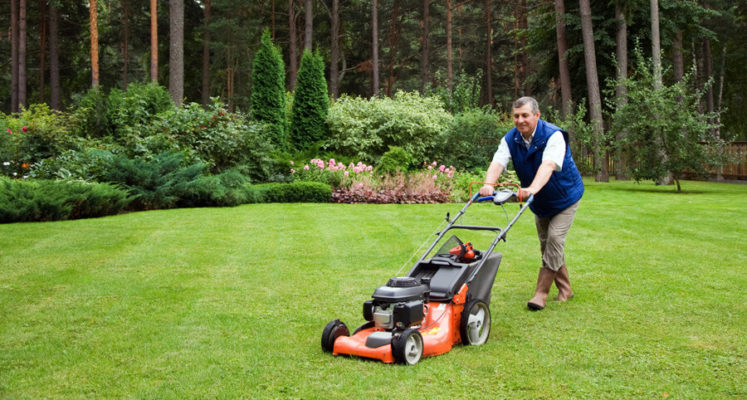 lawn mowing 1/3 rule