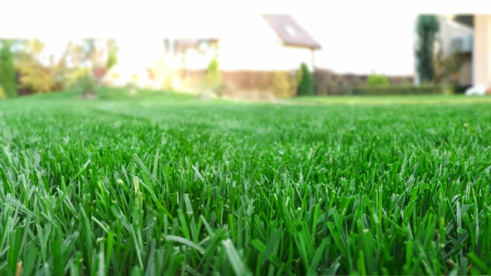 beautiful lawn with no hints of yellow