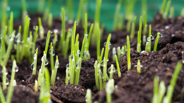 newly germinated grass seed