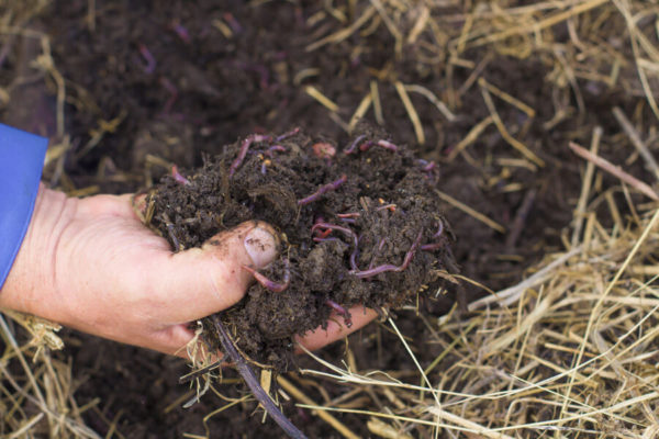 soil rich in humas - the starting block for humic acid